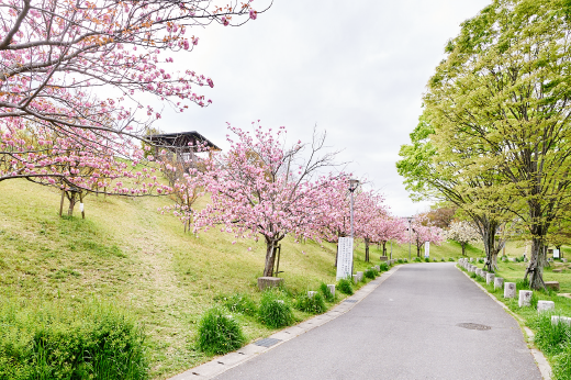 田辺公園花見山