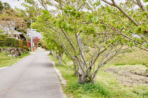 観音寺桜並木